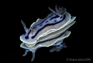 Chromodoris williani-Lembeh by Richard Goluch 